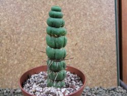 Eulychnia castanea spiralis V 11 cm