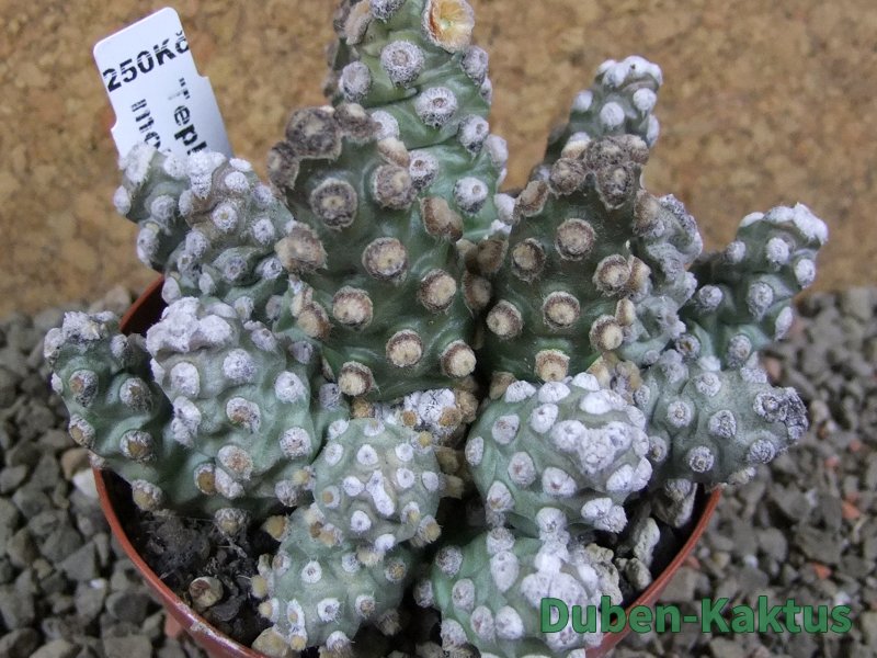 Tephrocactus molinensis pot 9 cm - 12387774