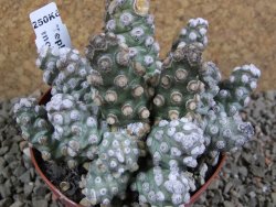 Tephrocactus molinensis pot 9 cm