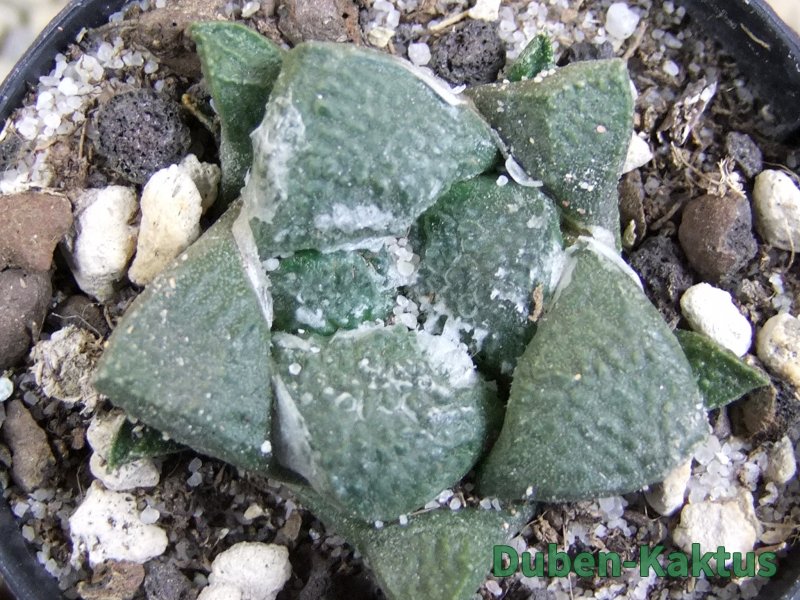 Ariocarpus lloydii pot 5,5 cm - 12388141