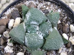 Ariocarpus lloydii pot 5,5 cm - 12388142