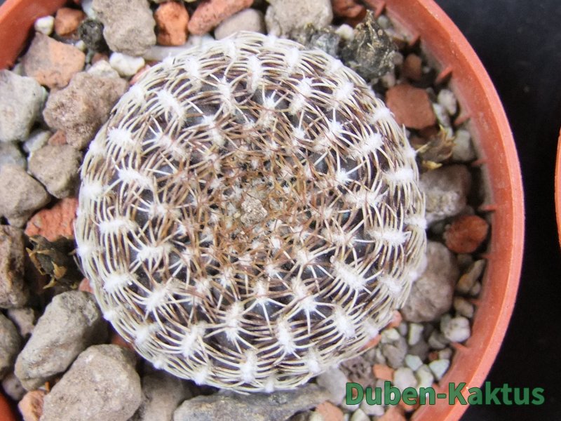 Sulcorebutia arenacea HS 30 Santa Rosa, Chcbba pot 5,5 cm - 12388218