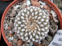 Sulcorebutia arenacea HS 30 Santa Rosa, Chcbba pot 5,5 cm - 12388219