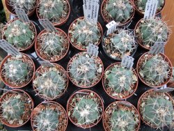 Echinocactus horizonthalonius Hipolito pot 5,5 cm - 12388226