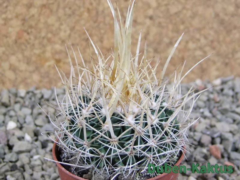 Echinofossulocactus erectocentrus SB 286 Dr. Arroyo pot 5,5 cm - 12388393
