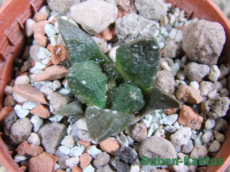 Ariocarpus fissuratus Puertecitos, pot 5,5 cm - 12388422