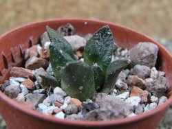 Ariocarpus fissuratus Puertecitos, pot 5,5 cm - 12388424