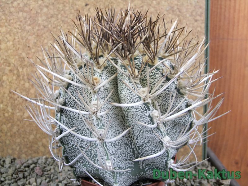 Astrophytum niveum 30 let, průměr 12 cm, V 10cm - 12388443