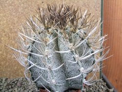Astrophytum niveum 30 let, průměr 12 cm, V 10cm
