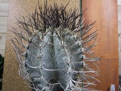 Astrophytum niveum 30 let, průměr 15 cm, V 16 cm