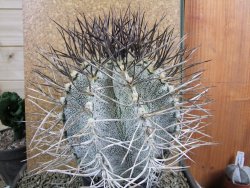 Astrophytum niveum 30 let, průměr 15 cm, V 16 cm - 12388497