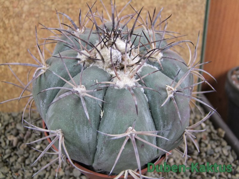 Echinocactus horizonthalonius Tuxtepec, rostlina 12 cm Roub. - 12388595