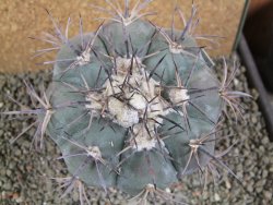Echinocactus horizonthalonius Tuxtepec, rostlina 12 cm Roub. - 12388594