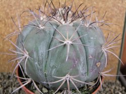 Echinocactus horizonthalonius Tuxtepec, rostlina 12 cm Roub. - 12388597