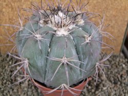 Echinocactus horizonthalonius Tuxtepec, rostlina 12 cm Roub. - 12388598