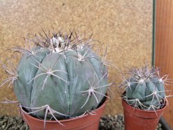 Echinocactus horizonthalonius Tuxtepec, rostlina 12 cm Roub. - 12388599