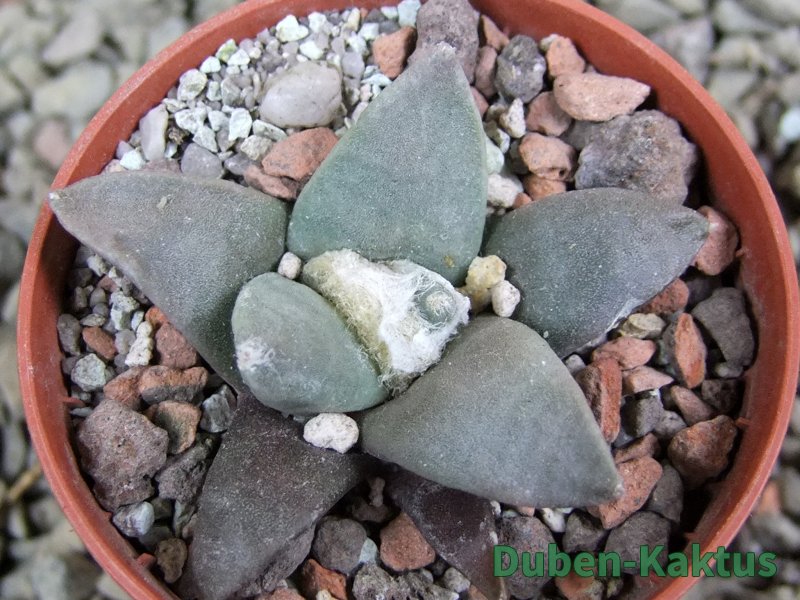 Ariocarpus retusus ? minimus El Ranchito Casilas pot 5,5 IA - 12388617
