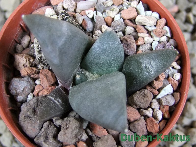 Ariocarpus retusus ? minimus El Ranchito Casilas pot 5,5 cm - 12388620
