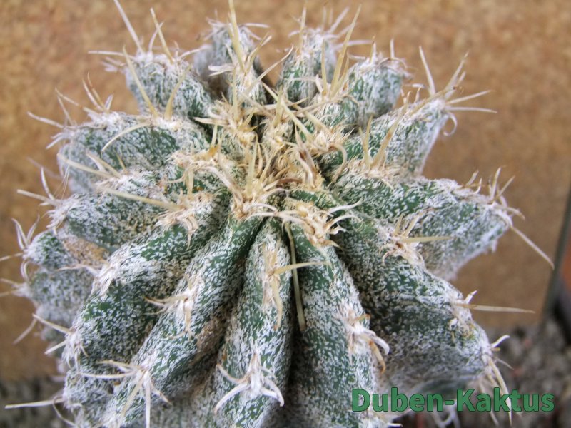 Astrophytum caput medusae X Ferocactus - chimera XXL 12x16 cm - 12388720