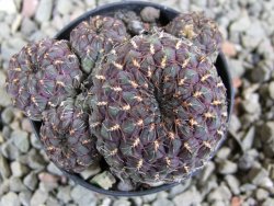 Sulcorebutia pulchra VS 420 pot 5,5 cm - 12388788