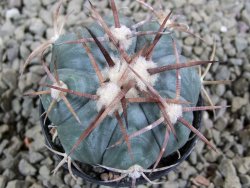 Echinocactus horizonthalonius Cuatro Cienegas, pot 5,5 cm - 12388944