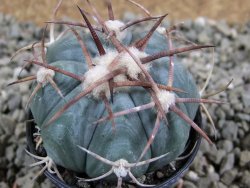 Echinocactus horizonthalonius Cuatro Cienegas, pot 5,5 cm