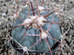 Echinocactus horizonthalonius Cuatro Cienegas, pot 5,5 cm - 12388947