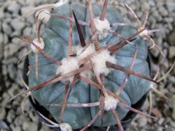 Echinocactus horizonthalonius Cuatro Cienegas, pot 5,5 cm - 12388948