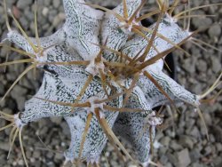 Astrophytum ornatum niveum, pot 5,5 cm - 12388967