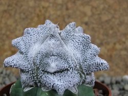 Asrophytum coahuilense Snow Hakuran pot 6,5 cm Roubovaný - 12389057