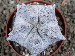 Asrophytum coahuilense Snow Hakuran pot 6,5 cm Roubovaný - 12389058