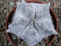Asrophytum coahuilense Snow Hakuran pot 6,5 cm Roubovaný - 12389059