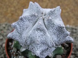 Asrophytum coahuilense Snow Hakuran pot 6,5 cm Roubovaný - 12389060