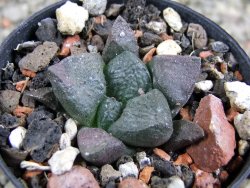 Ariocarpus lloydii pot 5,5 cm - 12389094