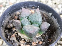 Ariocarpus lloydii pot 5,5 cm - 12389096