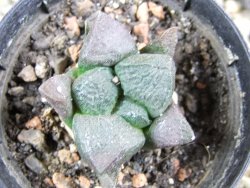 Ariocarpus lloydii pot 5,5 cm - 12389098