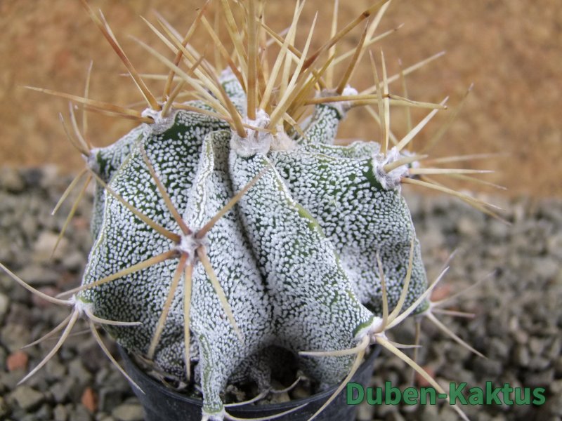 Astrophytum ornatum niveum, pot 5,5 cm - 12389107