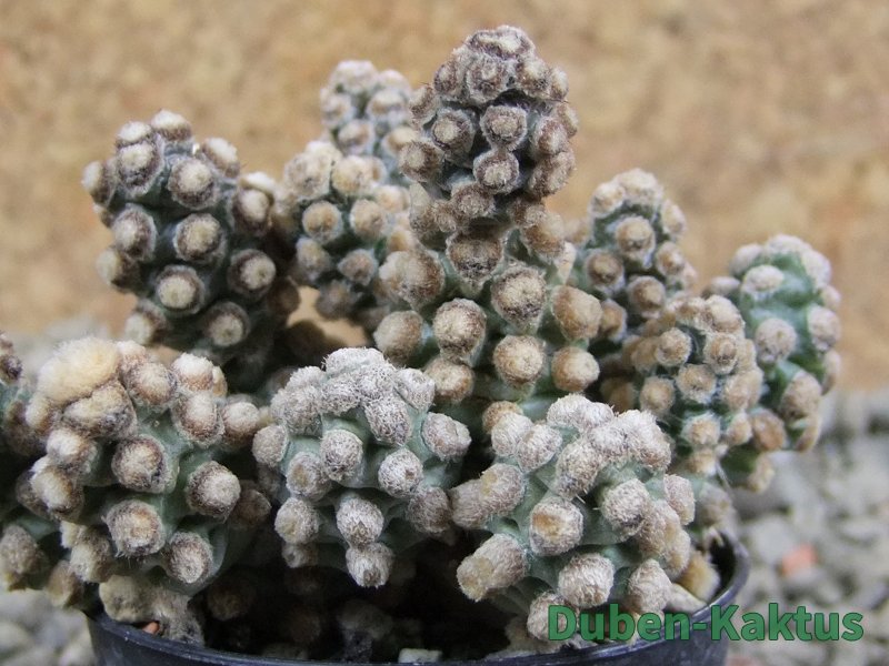 Tephrocactus molinensis, pot 5,5 cm - 12389125
