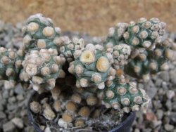 Tephrocactus molinensis, pot 5,5 cm - 12389128
