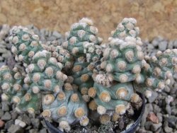 Tephrocactus molinensis, pot 5,5 cm