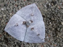 Astrophytum myriostigma tricostatum pot 5,5 cm - 12389276