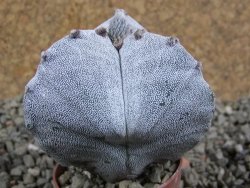 Astrophytum myriostigma tricostatum pot 5,5 cm - 12389278