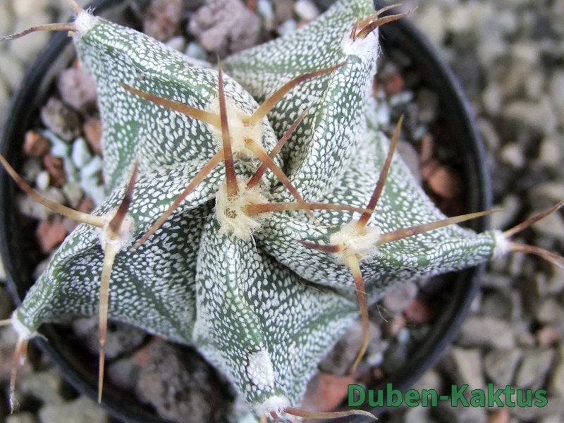 Astrophytum ornatum hybrid pot 5,5 cm - 12389355