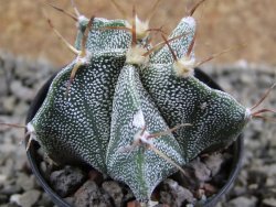Astrophytum ornatum hybrid pot 5,5 cm - 12389357