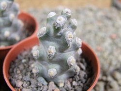 Tephrocactus molinensis pot 5,5 cm - 12389410