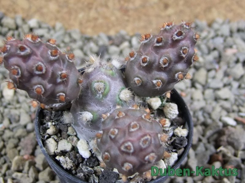 Tephrocactus molinensis La Merced Salta, pot 5,5 cm - 12389436
