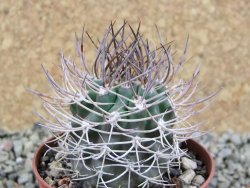 Pyrrhocactus bulbocalyx, pot 7 cm - 12389605