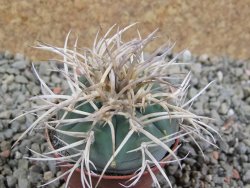 Gymnocalycium cardenasianum JO 193 pot 5,5 cm