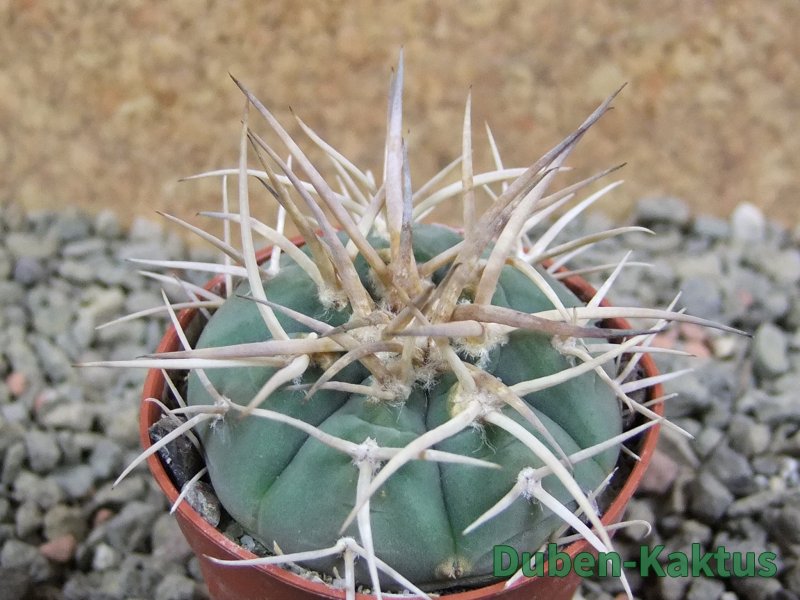 Gymnocalycium cardenasianum pot 5,5 cm - 12389973
