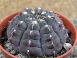 Gymnocalycium vatteri unguispinum, pot 5,5 cm